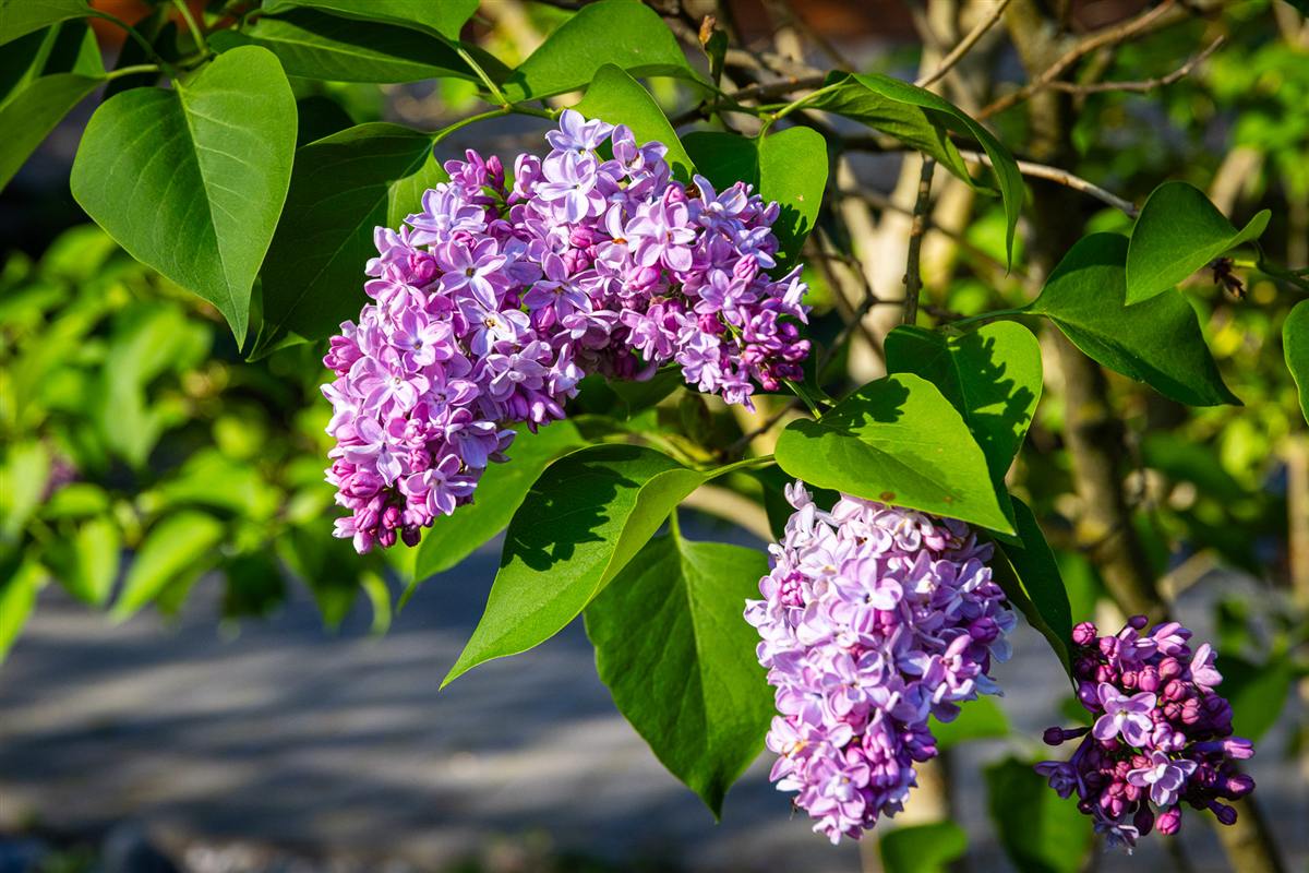Lilac blossom at the resort